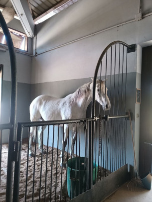 Маврикий