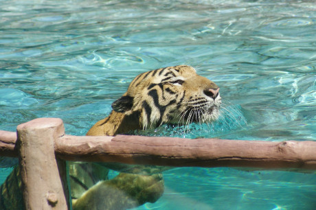 Сафари-парк Bali Safari &amp; Marine Park