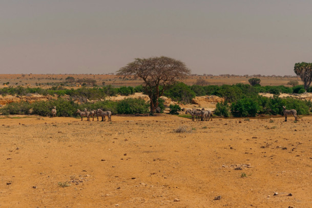Сафари в Tsavo East &amp; West National Park (3 дня/2 ночи)