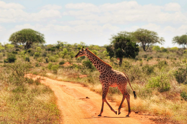 Сафари в Tsavo East (3 дня/2 ночи)