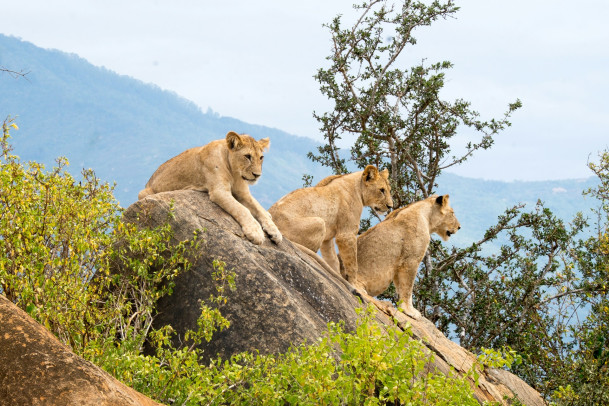 Сафари в Tsavo East (1 день)